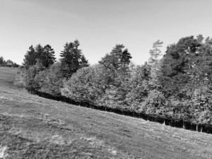 IMG_7722
