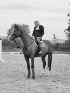 pferd-2